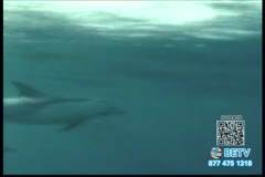 TV Content Image